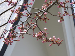 軽井沢の桜5
