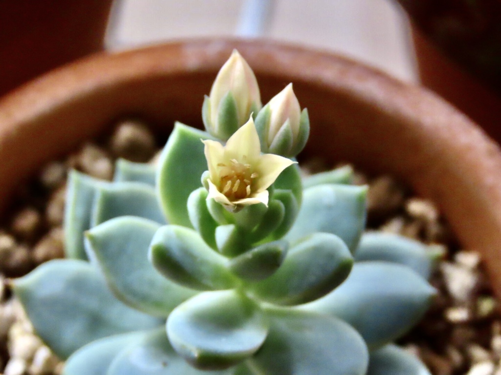 多肉の花