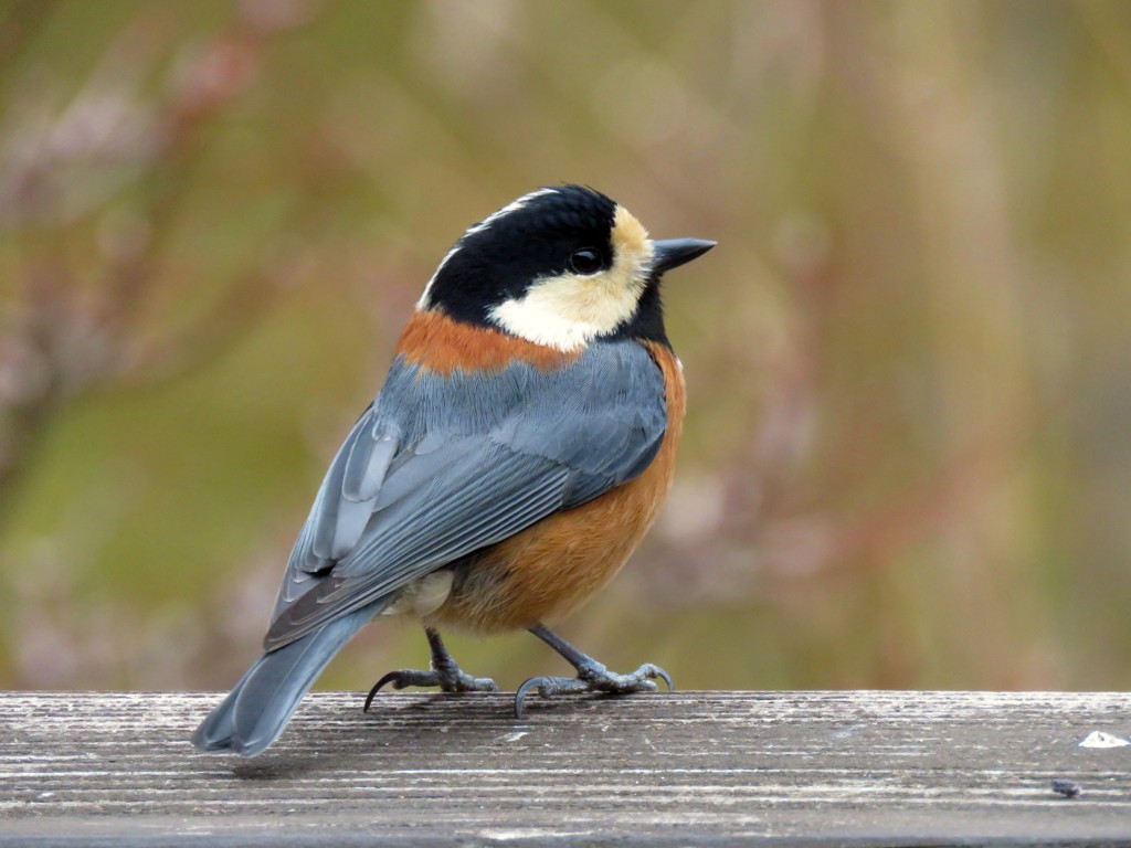 リビングから見えた鳥たち１