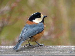 リビングから見えた鳥たち１