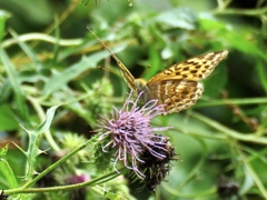 ヒョウモンチョウ