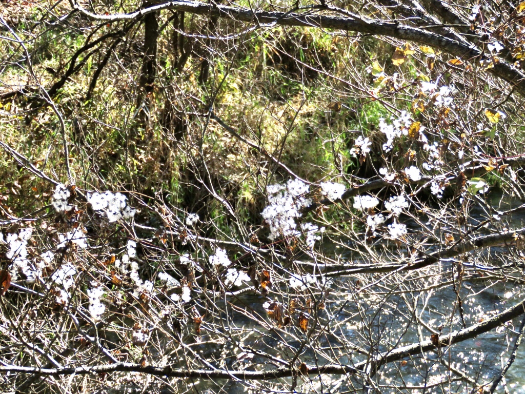 白い花？