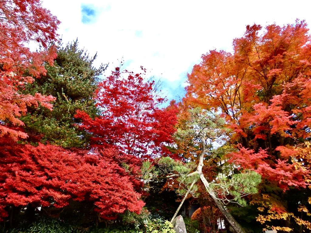 真っ赤な紅葉