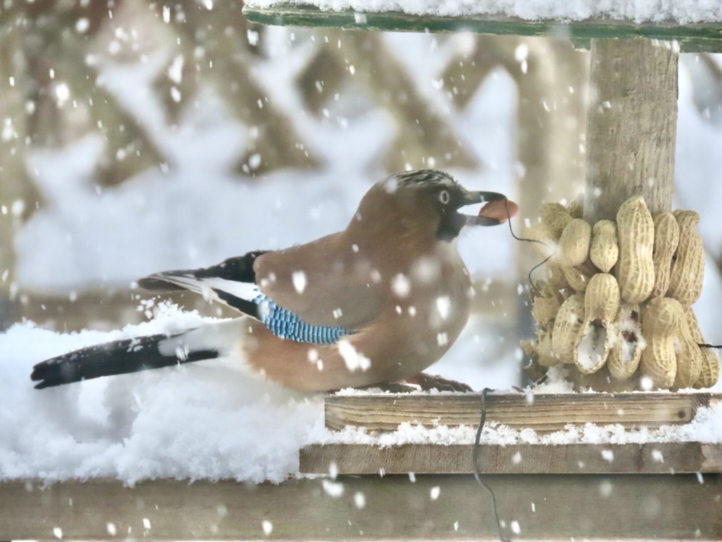 雪と野鳥②