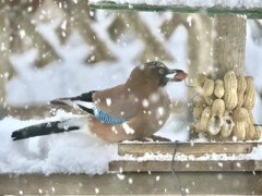雪と野鳥②