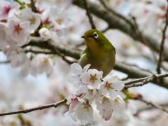 桜とメジロ5