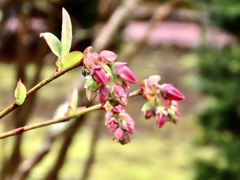 ブルーベリーの花芽