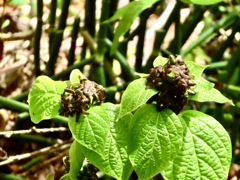 この花の名前は？