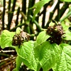 この花の名前は？