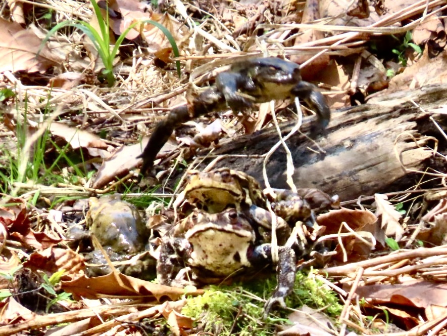 閲覧注意　ヤマアカガエルの繁殖行動3