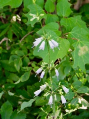 ツリガネニンジンの花