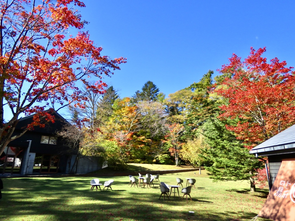今日の紅葉4