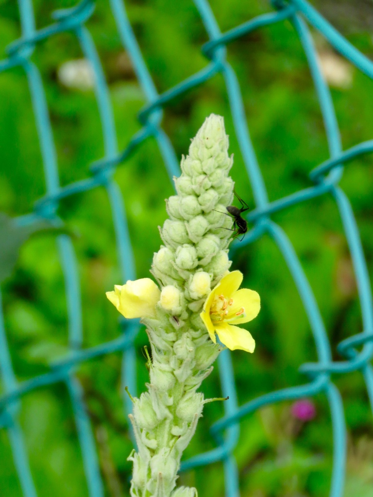 バーバスカムの花