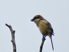 百舌鳥の高鳴き？