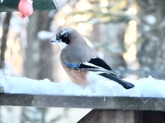 雪の中のカケス②