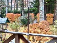庭の遅れた紅葉