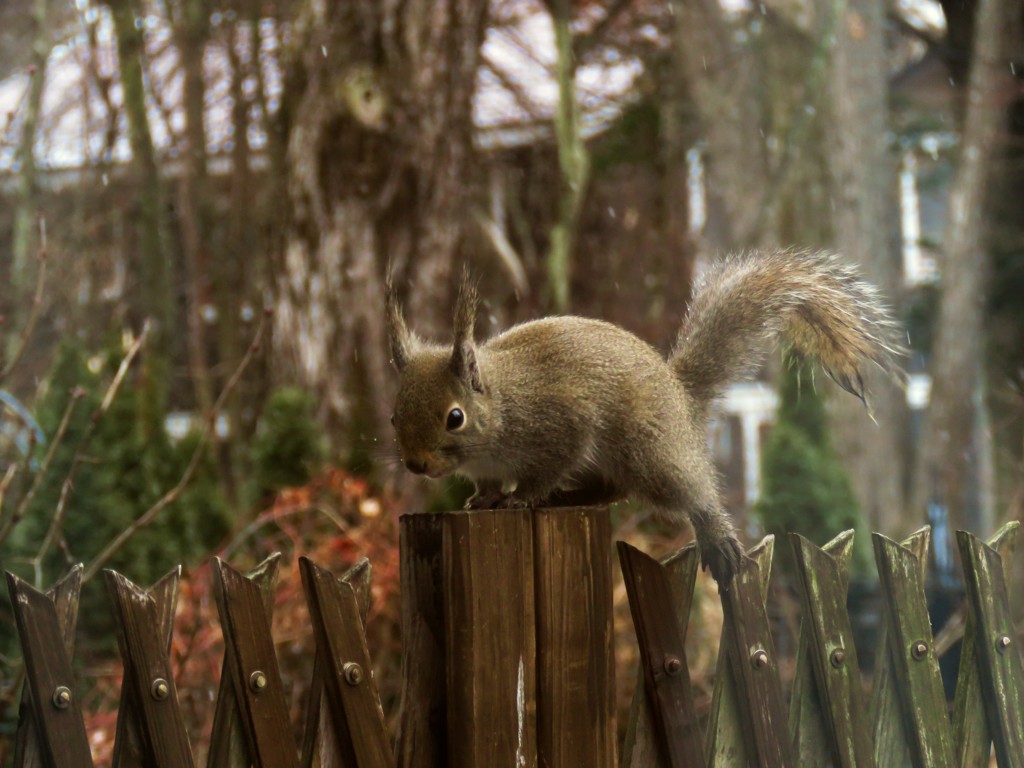 雪のちらつく中