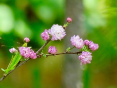 庭の庭桜