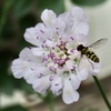 花と蜂