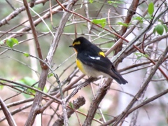 夏鳥初見1