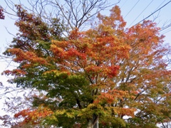 お写ん歩紅葉7