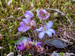 庭の雪割草5