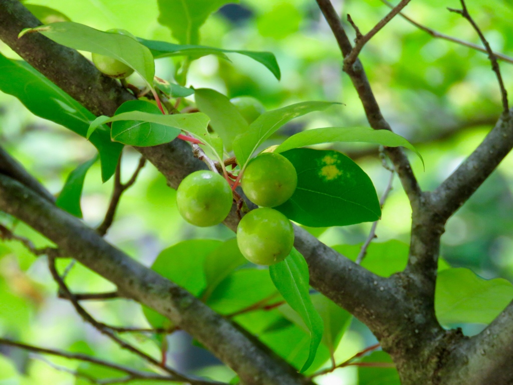 アブラチャンの実