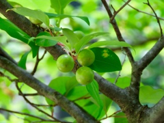 アブラチャンの実