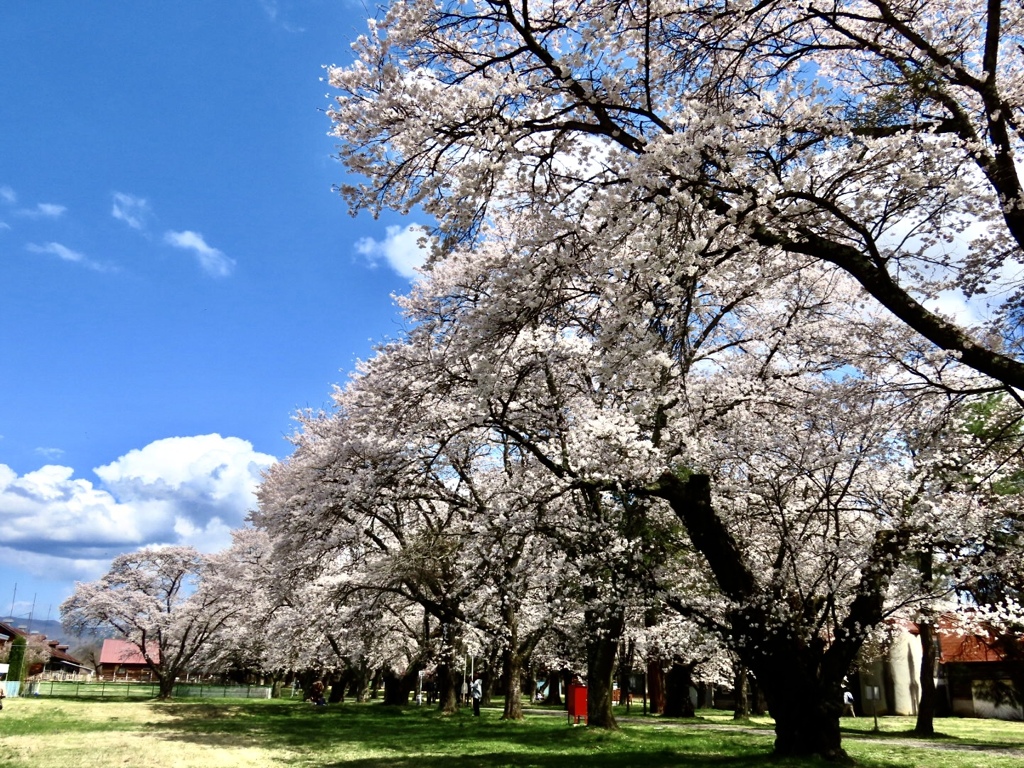 桜満開1