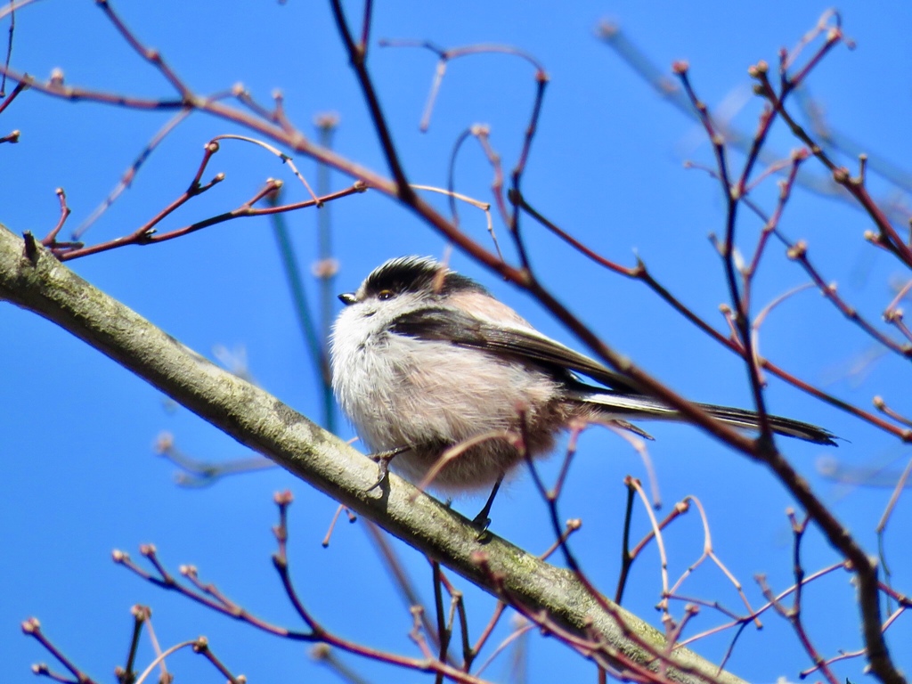 なんとか撮れた