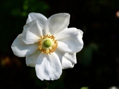 庭の秋明菊