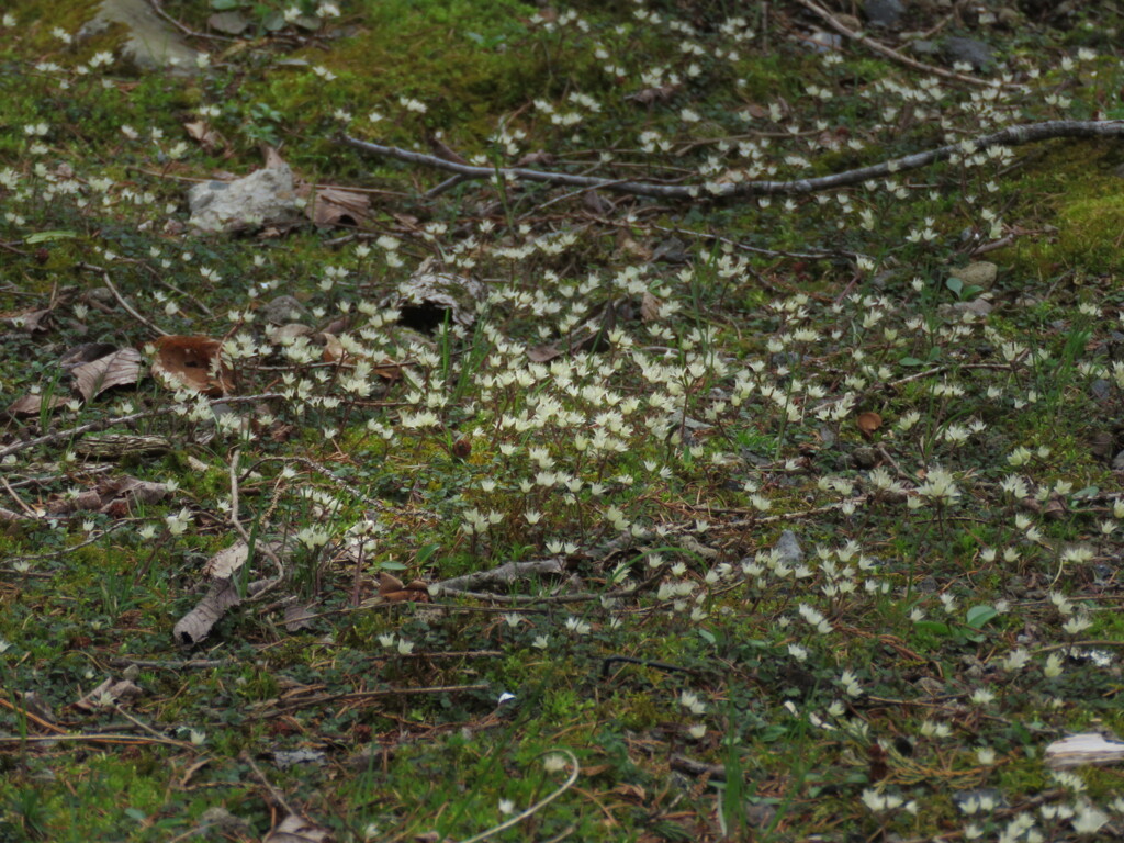 苔の花？