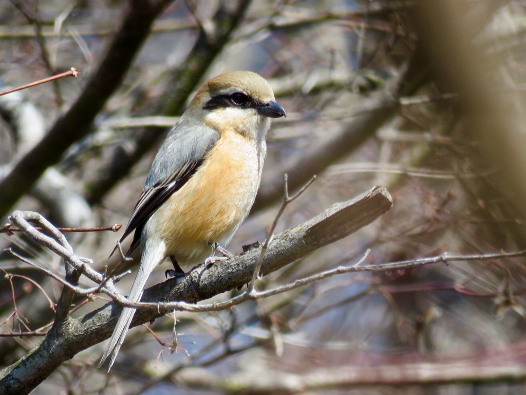 先日のモズかな
