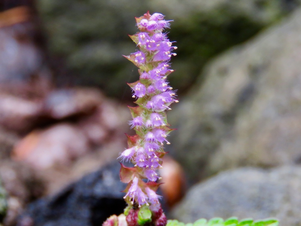 ナギナタコウジュの花