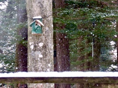 久しぶりの雪3