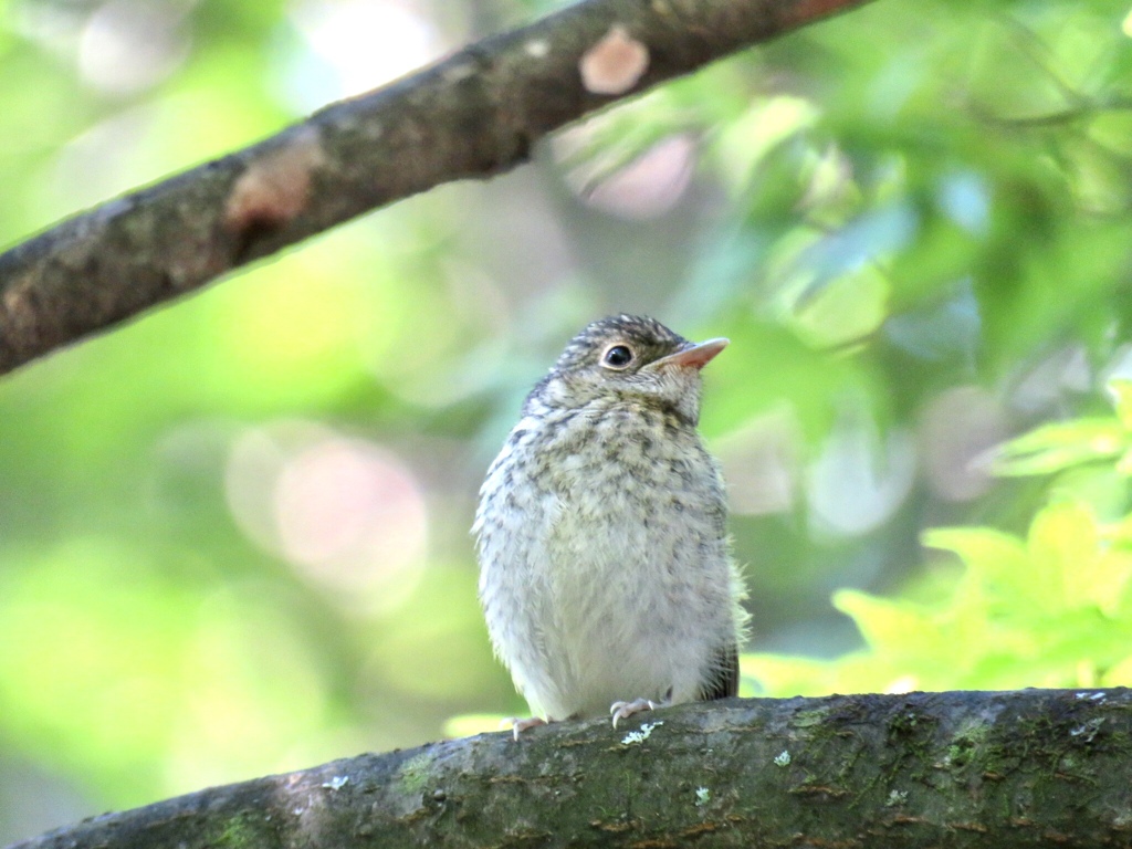 幼鳥5