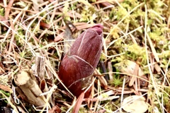 ヤマシャクヤク