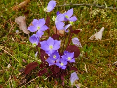 庭の花