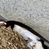 子育て1