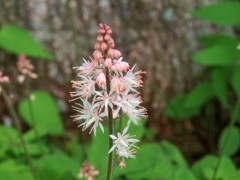 庭の花４