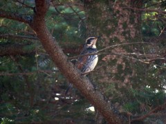 今朝庭にやってきた野鳥１