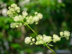 花火のような