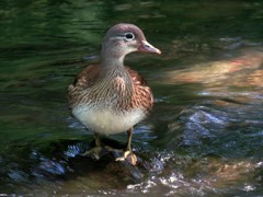 オシドリの若鳥