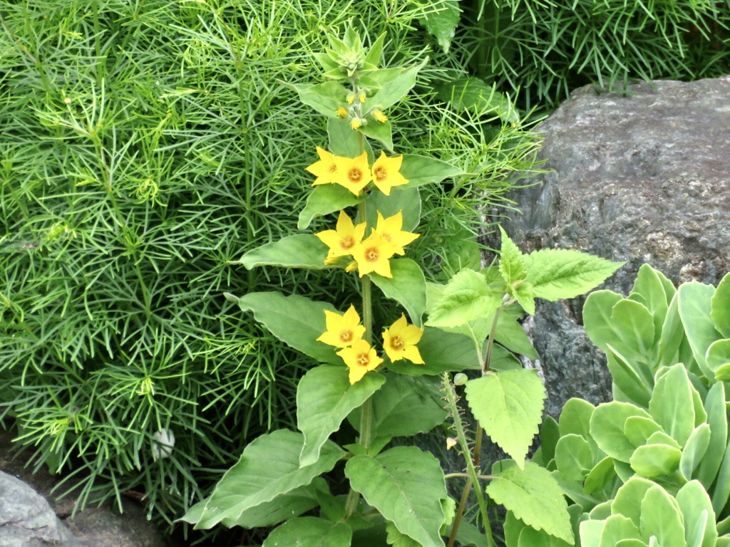 散歩で見かけた花