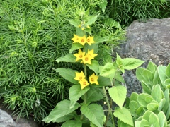 散歩で見かけた花