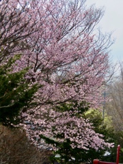 近所の公園の桜7