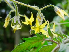 トマトの花