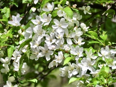 小梨