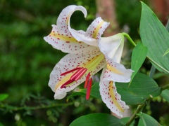 今朝開花
