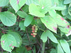 チョウセンゴミシの実